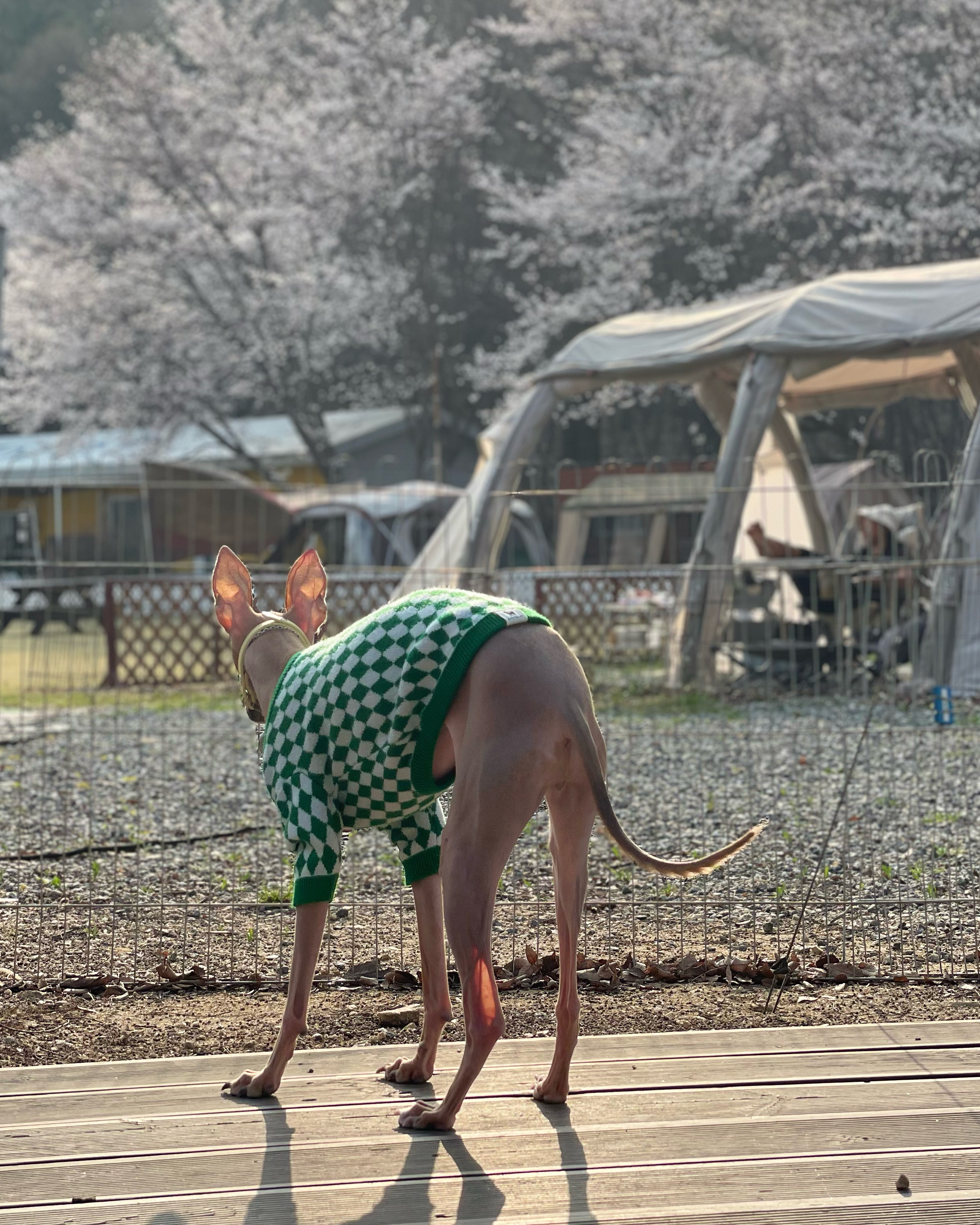 스냅보드 이미지 3