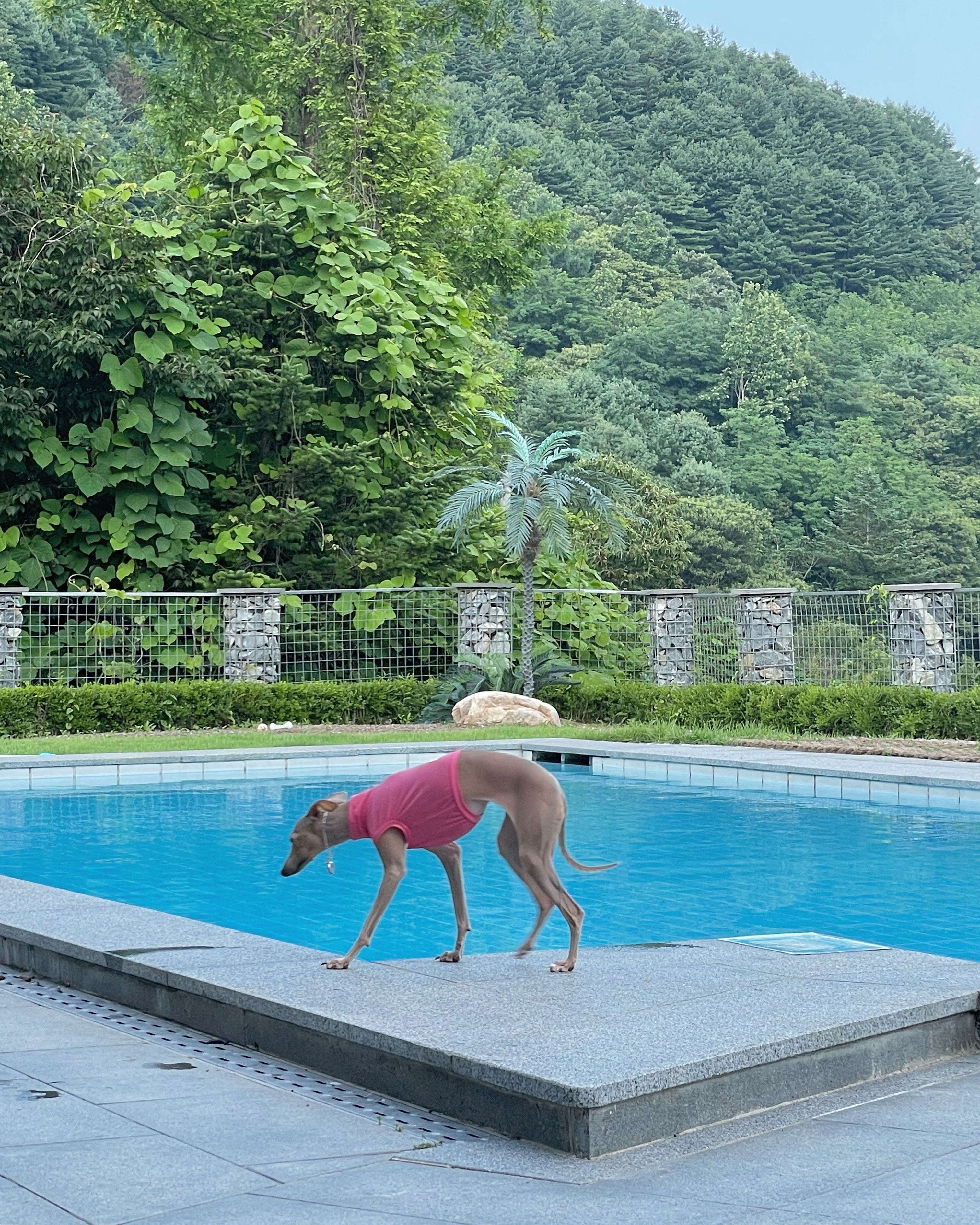스냅보드 이미지 5