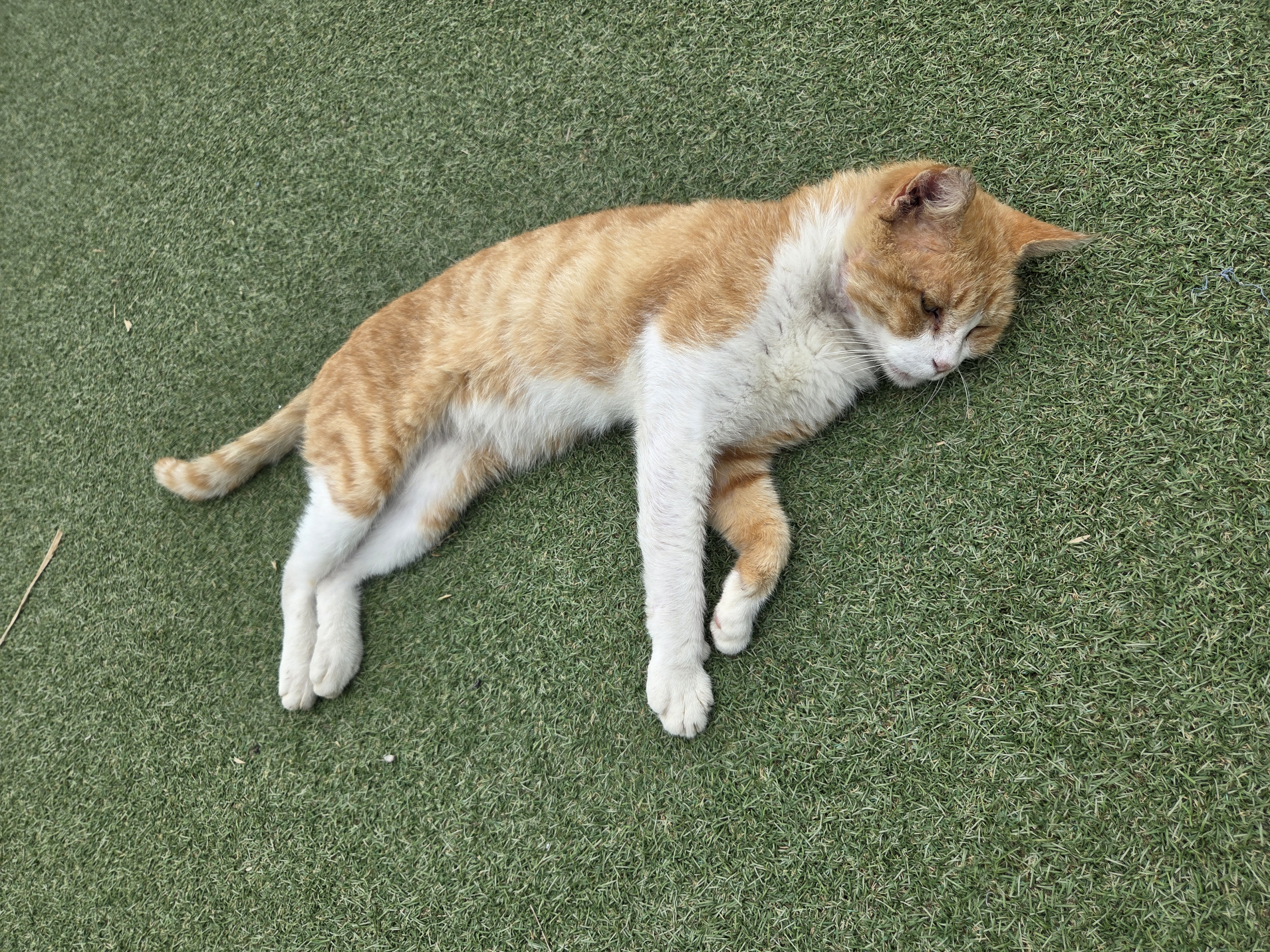스냅보드 이미지 2